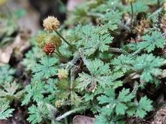 Hydrocotyle dissecta
