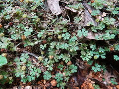Hydrocotyle dissecta