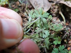 Hydrocotyle dissecta