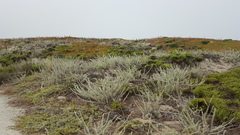 Artemisia pycnocephala