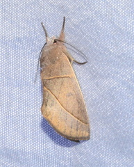 Hemiceratinae