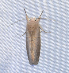 Hemiceratinae