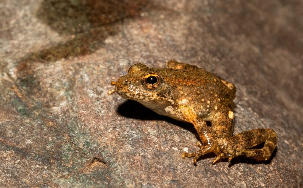 Foothill Yellow legged Frog In October 2023 By Oonagh INaturalist foothill-yellow-legged-frog-in-october-2023-by-oonagh-inaturalist