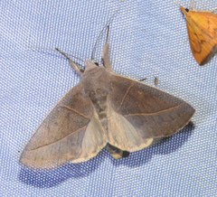 Hemiceratinae