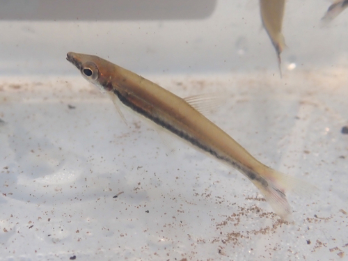 Oneline pencilfish (Nannostomus unifasciatus) — Lebiasinidae
