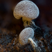 白褐絨泡黏菌 - Photo 由 Alison Pollack 所上傳的 (c) Alison Pollack，保留部份權利CC BY-NC
