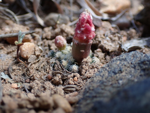 Image of Pediocactus knowltonii by (c) Martin Purdy, some rights reserved (CC BY)