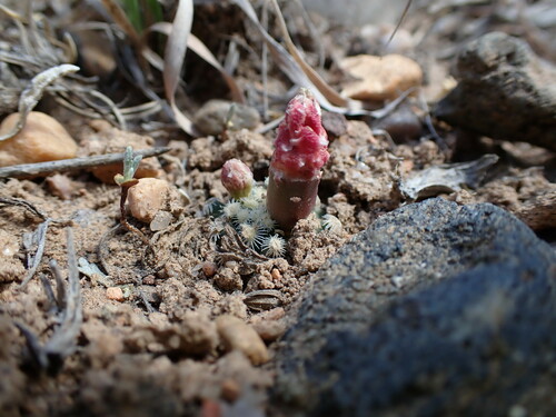 Image of Pediocactus knowltonii by (c) Martin Purdy, some rights reserved (CC BY)