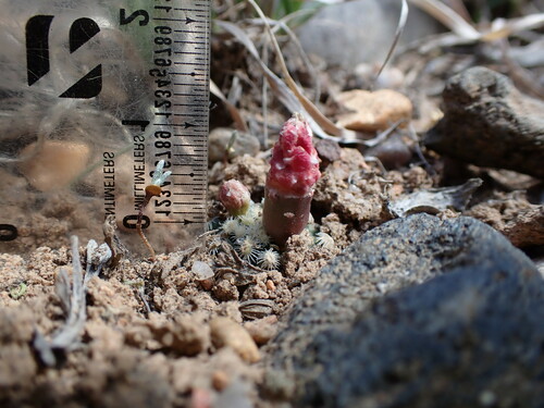 Image of Pediocactus knowltonii by (c) Martin Purdy, some rights reserved (CC BY)