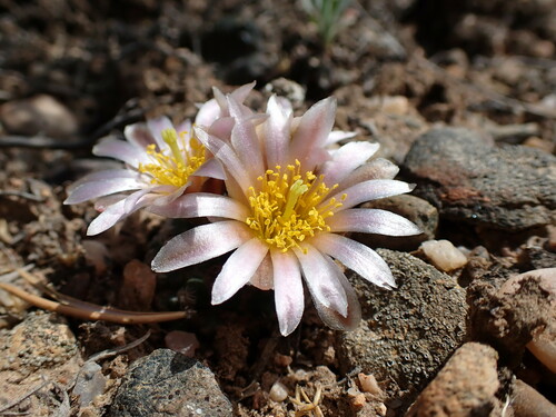 Pediocactus knowltonii