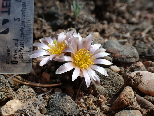 Pediocactus knowltonii