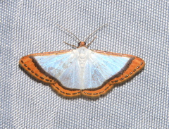 Leuciris
