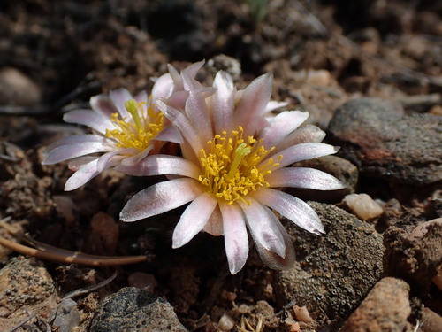 Pediocactus knowltonii