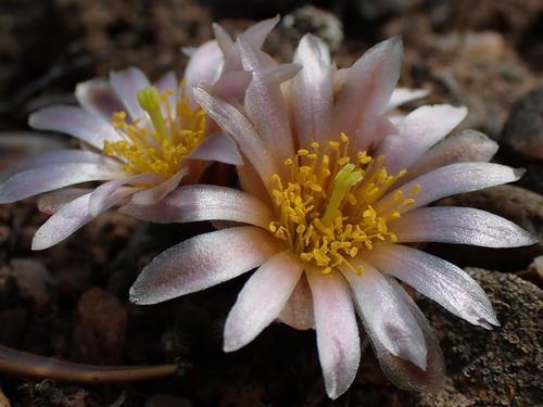 Pediocactus knowltonii