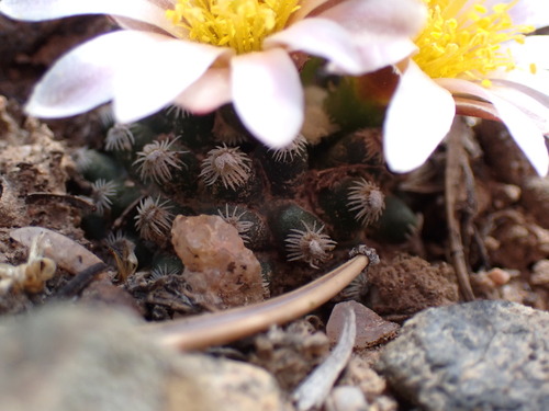 Pediocactus knowltonii