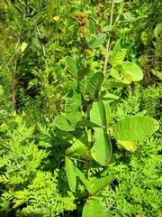 Lespedeza tomentosa