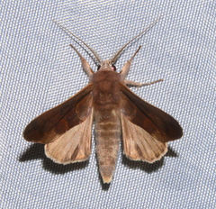 Hemiceratinae