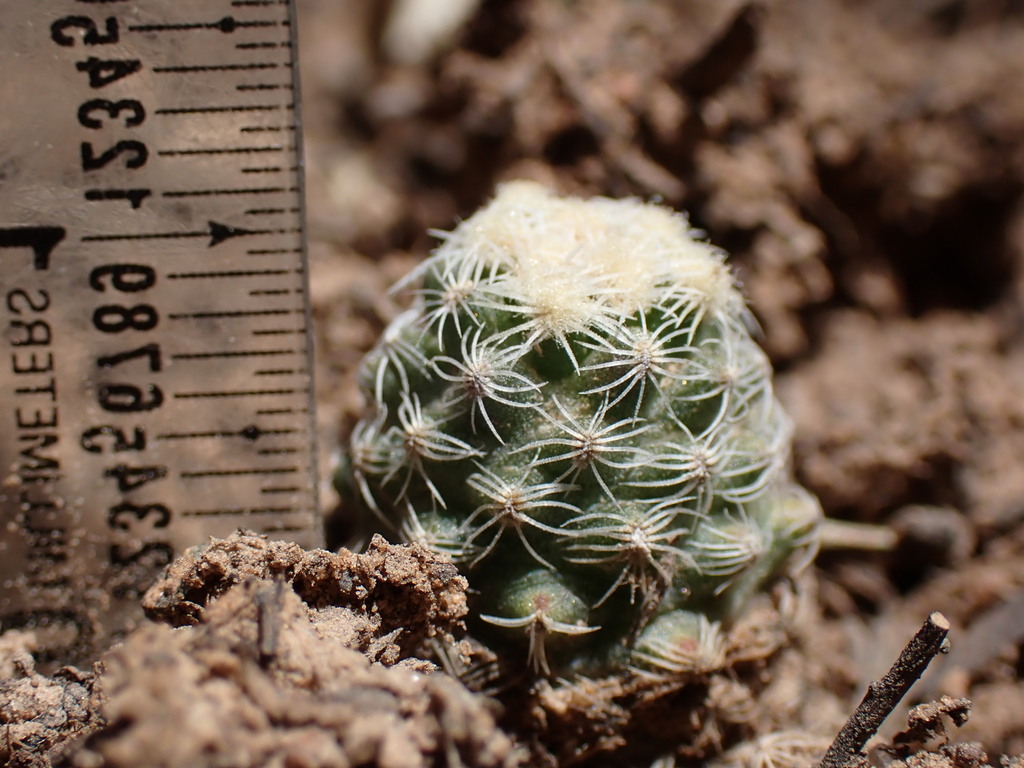 Pediocactus knowltonii