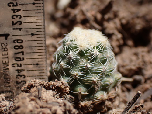 Knowlton's Cactus (Pediocactus knowltonii)
