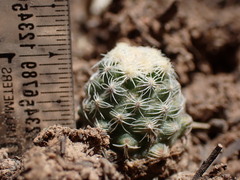 Pediocactus knowltonii