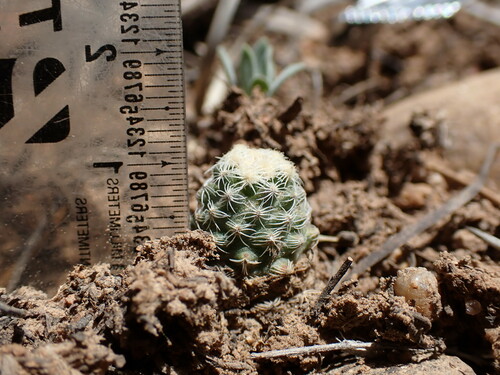 Pediocactus knowltonii