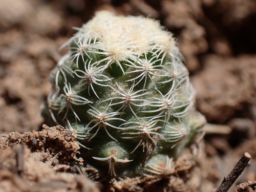 Image of Pediocactus knowltonii by (c) Martin Purdy, some rights reserved (CC BY)