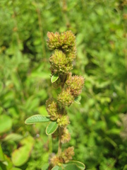 Lespedeza tomentosa