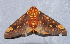 Citheronia andina