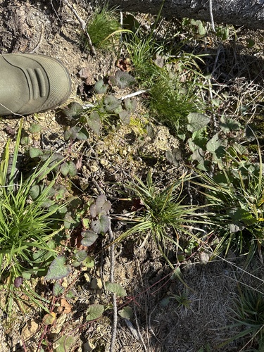 Parogonum ciliinode, photograph 6