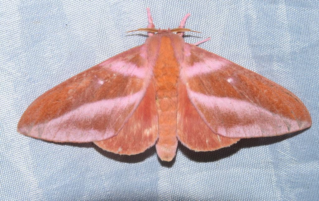 Rachesa