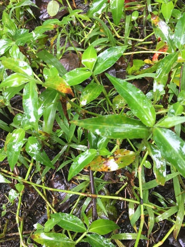 Tradescantia fluminensis observed 2019-03-06
