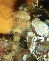 Artedius harringtoni