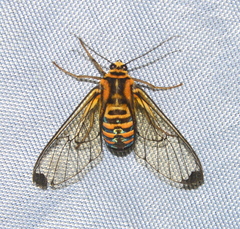 Gymnelia