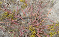 Mesembryanthemum dinteri