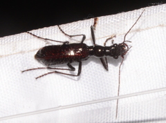 Ctenostoma
