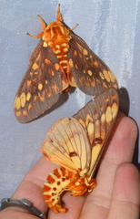 Citheronia andina