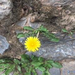 Taraxacum officinale image