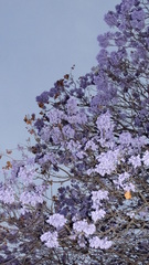 Jacaranda mimosifolia