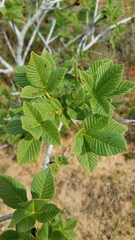 Aesculus parryi