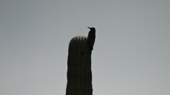 Melanerpes hypopolius