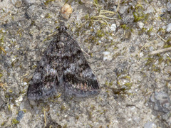 Notocrambus cuprealis