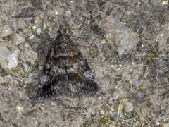 Notocrambus cuprealis