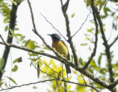 Chalcoparia singalensis