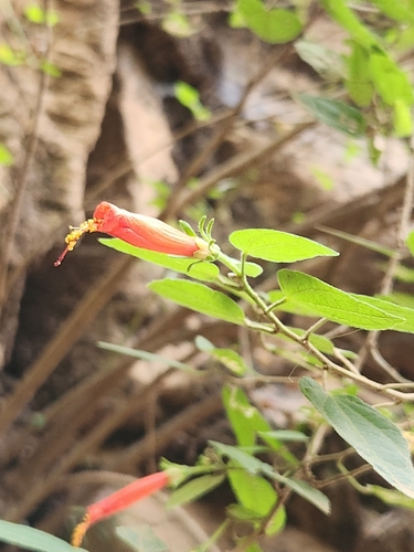 Pavonia alia