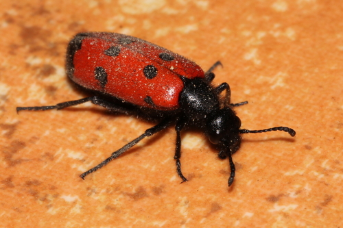 Four-spotted Blisterbeetle