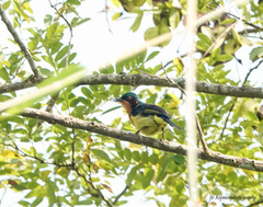 Chalcoparia singalensis