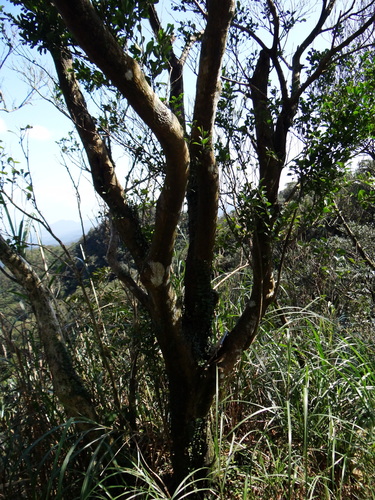 Image of Ilex maximowicziana by (c) 呂一起(Lu i-chi), some rights reserved (CC BY)