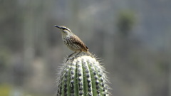 Campylorhynchus jocosus