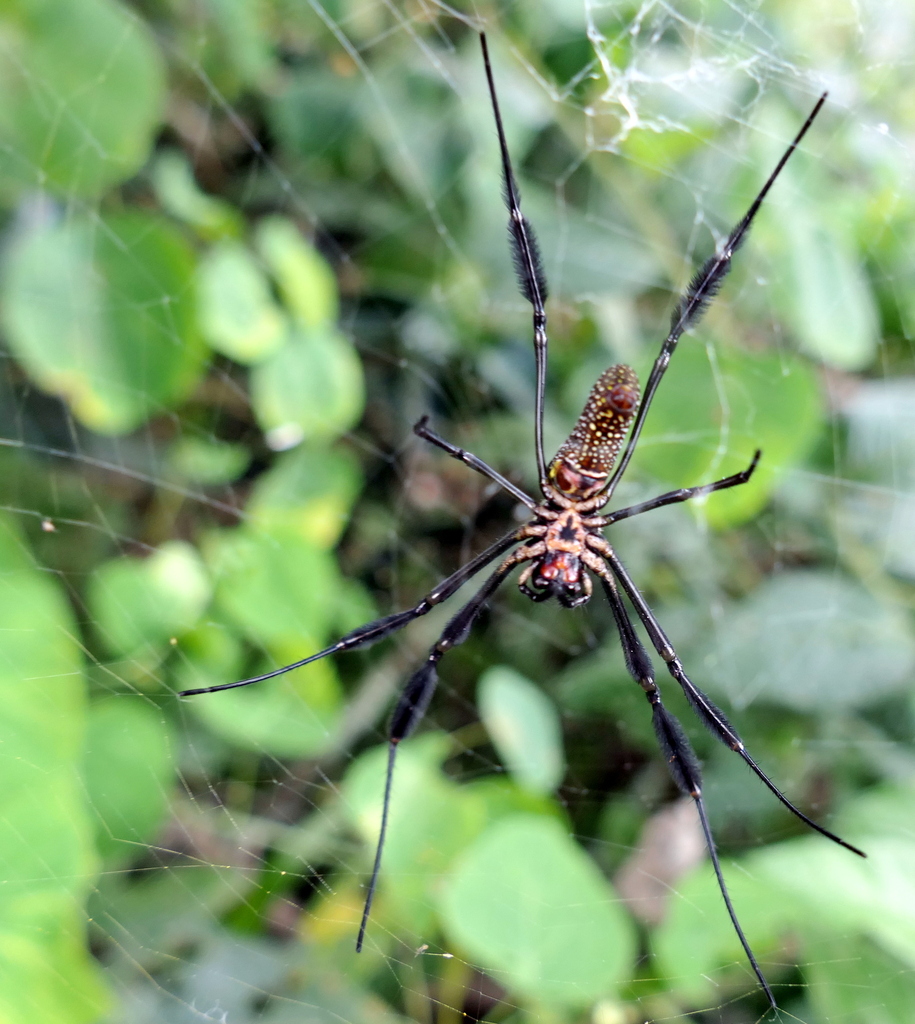 Golden Silk Spider from Zona rural de Paudalho - Pernambuco on ...