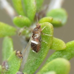 Bactericera dorsalis